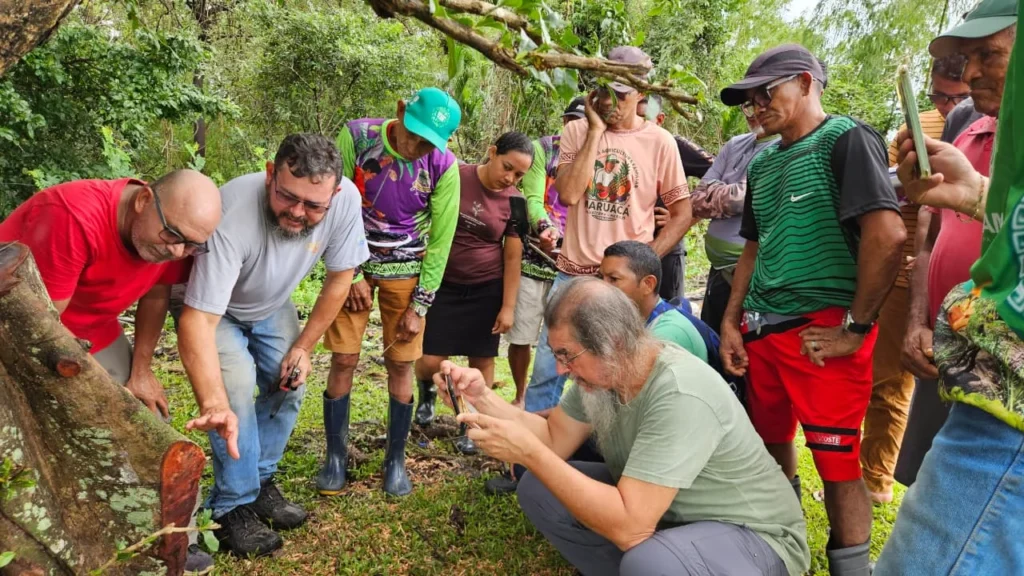 Emater promove curso de meliponicultura e fortalece produção sustentável no Marajó