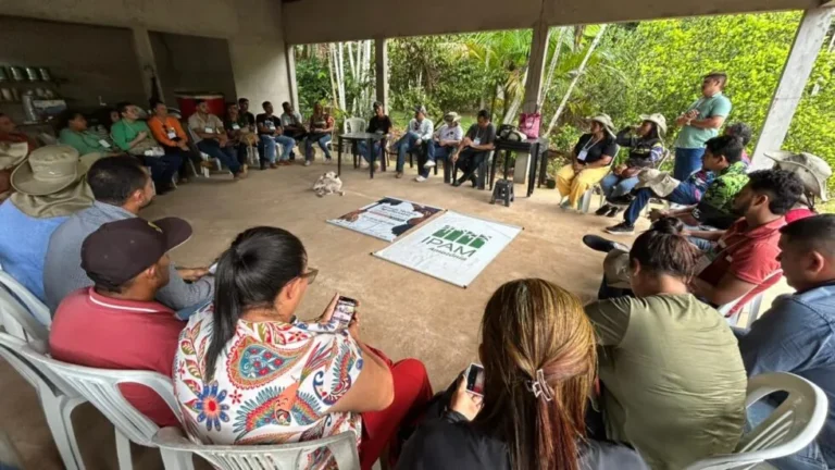 Agroflorestas em Tomé-Açu mostram diferentes caminhos para produzir com sustentabilidade
